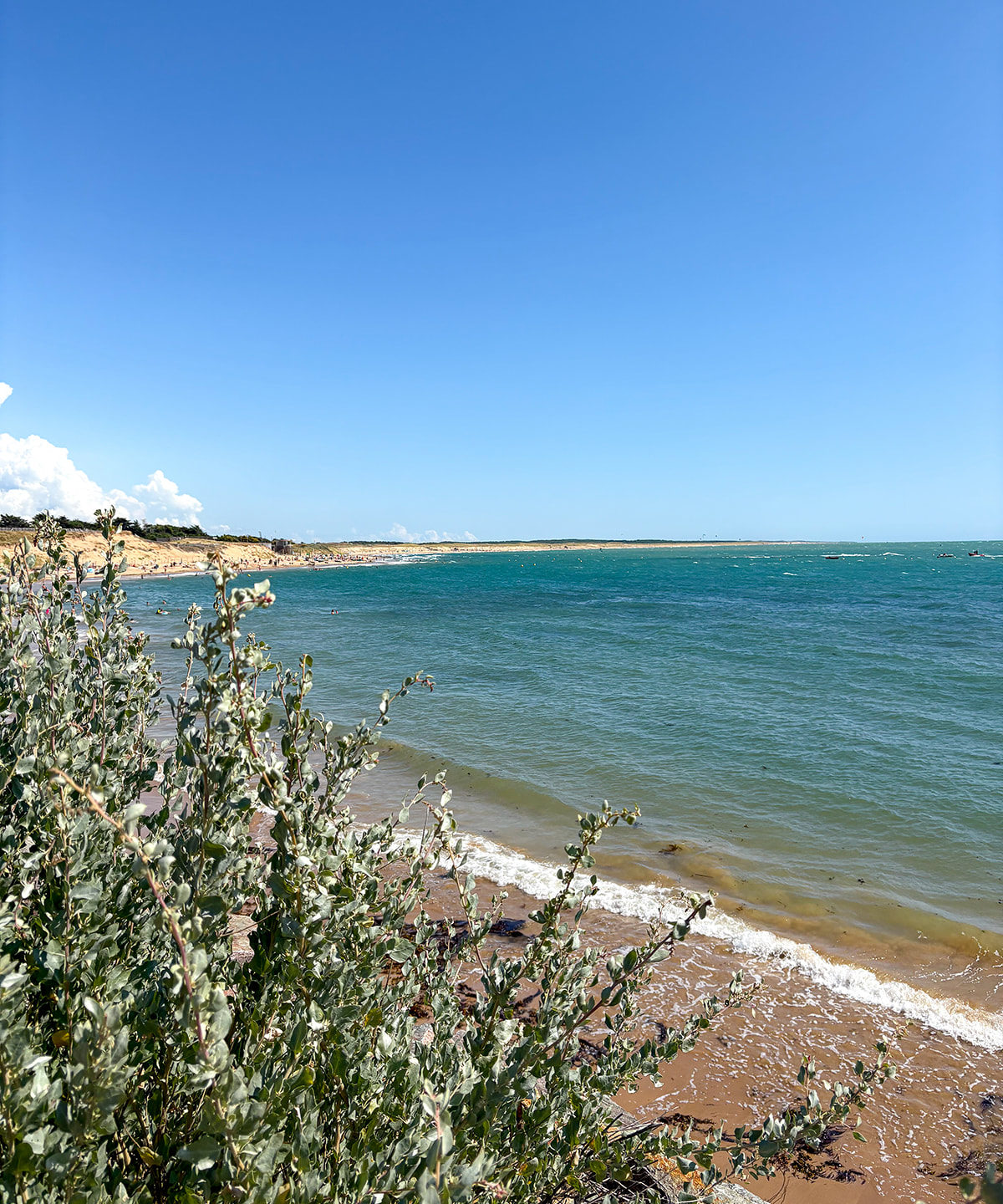 Plage avec végétation et mer turquoise.