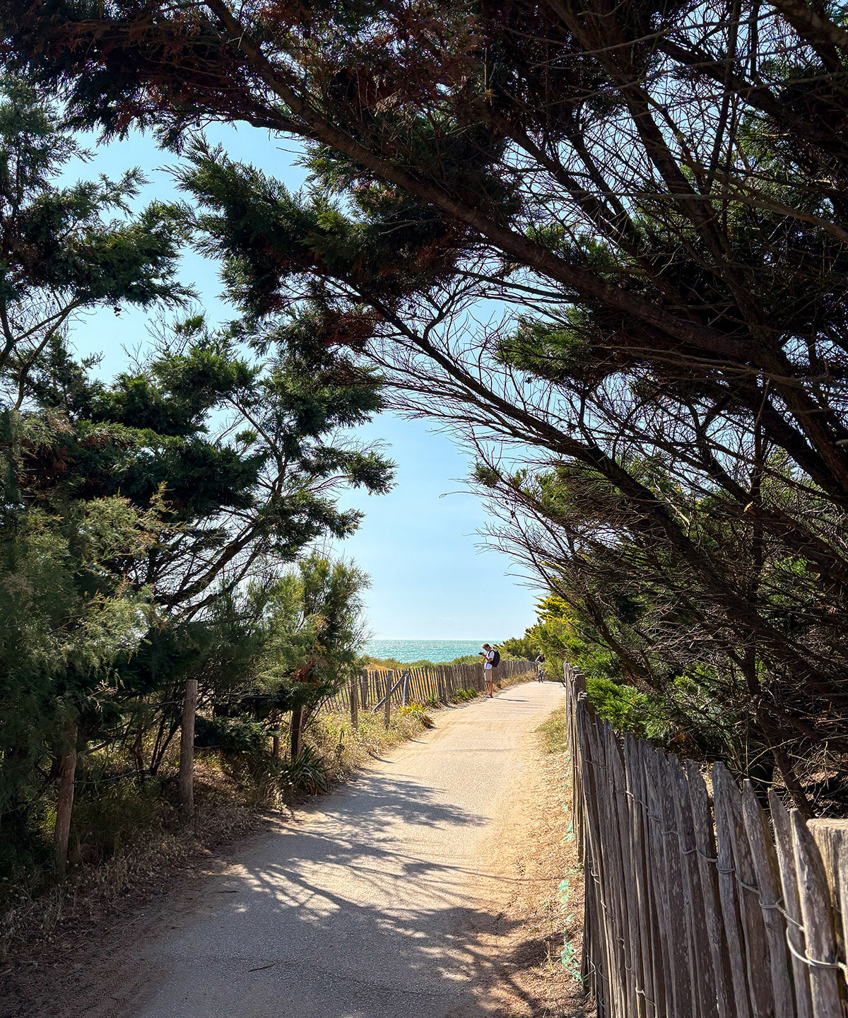 Sentier côtier bordé d'arbres et mer à l'horizon.