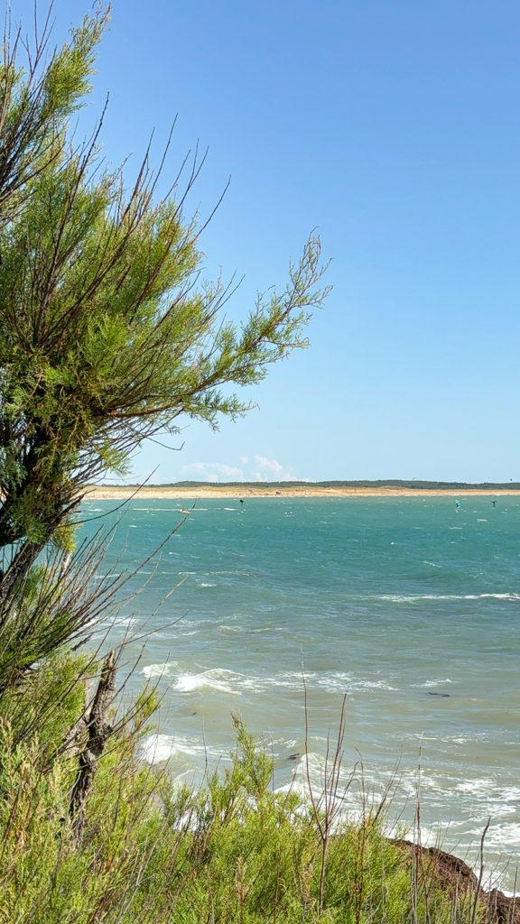 Arbre au bord de la mer turquoise en été.