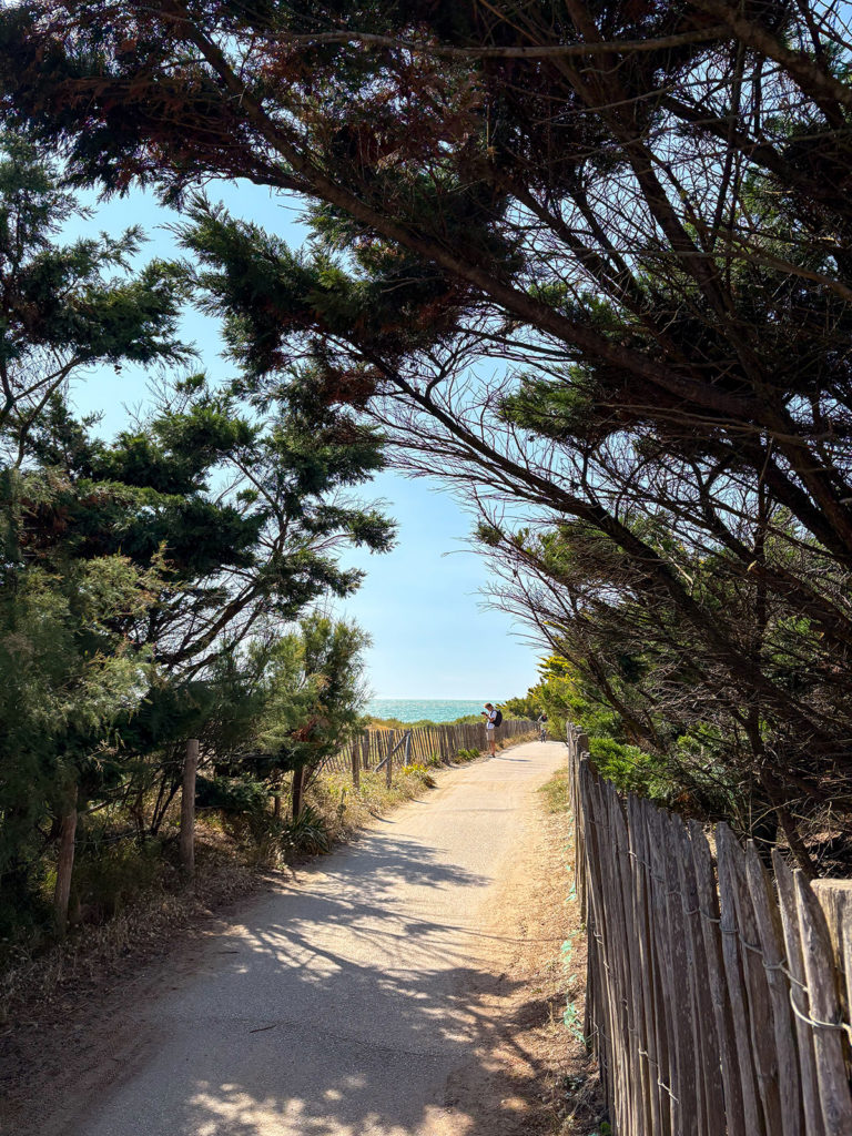 Sentier côtier bordé de pins et palissade, mer visible.